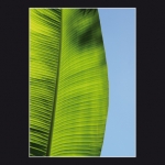 Palme